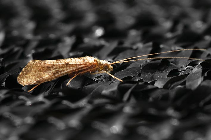 Hydropsychidae
